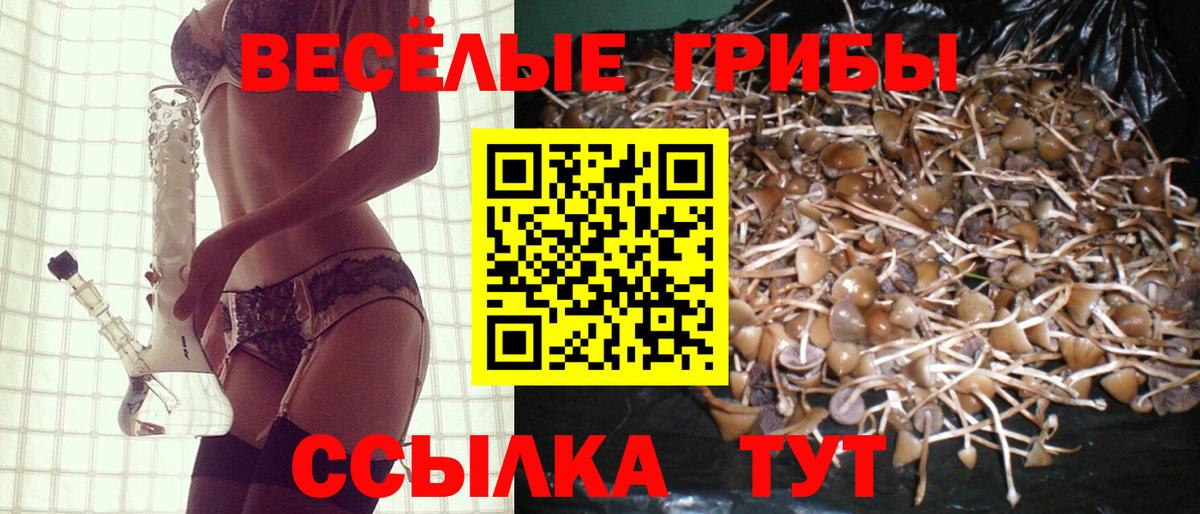 Галлюциногенные грибы Psilocybe  Вход с VPN  Канаш 